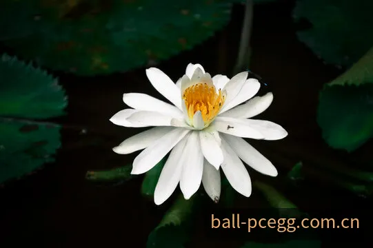 PC蛋蛋全域卫星遥测数据统计模型